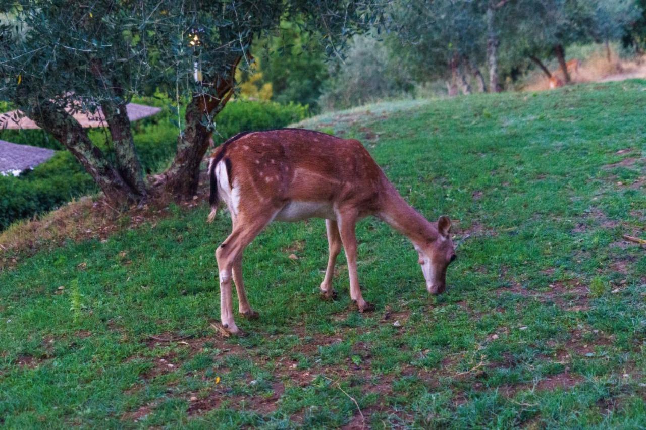 Вилла Celle Di Lecchi Nel Chianti San Sano Экстерьер фото